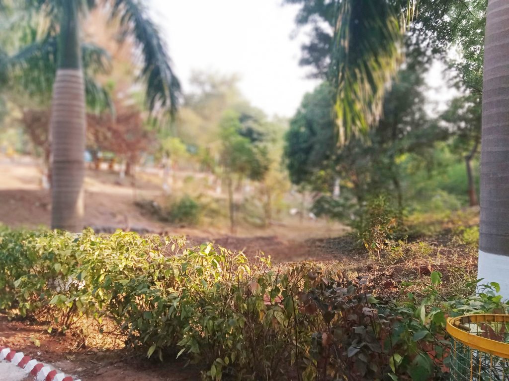 katni-jagriti-park jagriti park greenery