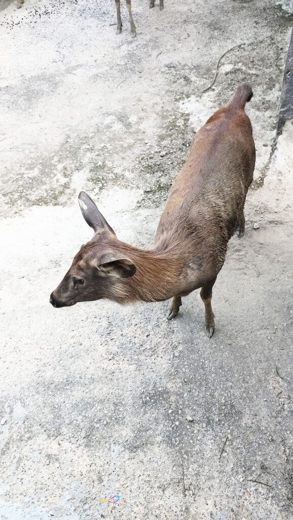 delhi-prani-udyan zoo delhi