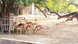 delhi zoo animal