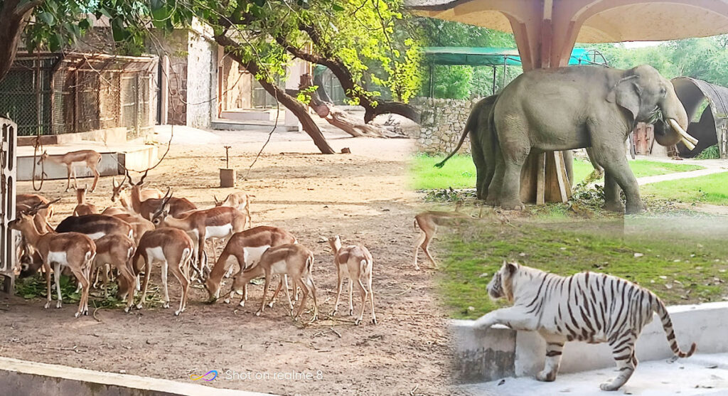 national-zoological-park zoo india