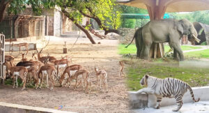 zoo india 