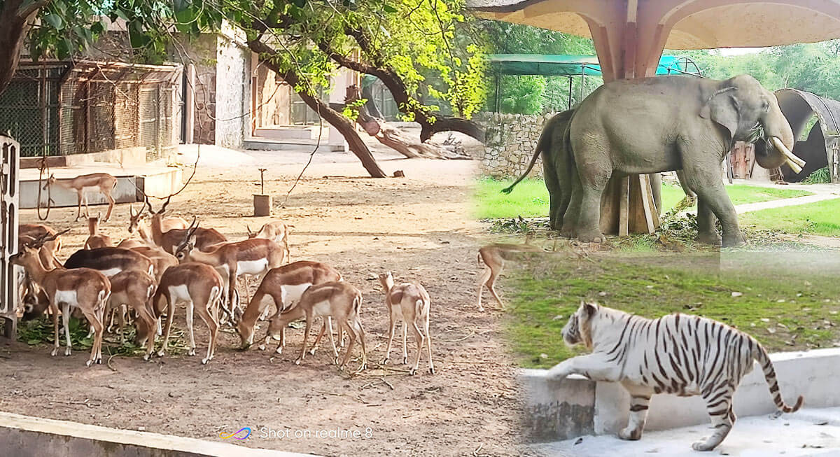 National Zoological Park, Delhi Delhi Zoo - Chidiyaghar in Delhi - Zoo Delhi