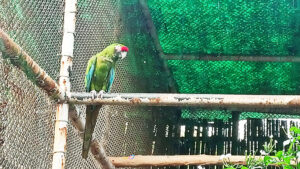 delhi zoo birds
