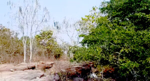 forest of sungarha hills
