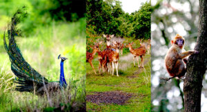 Dumna Nature Reserve Park Jabalpur