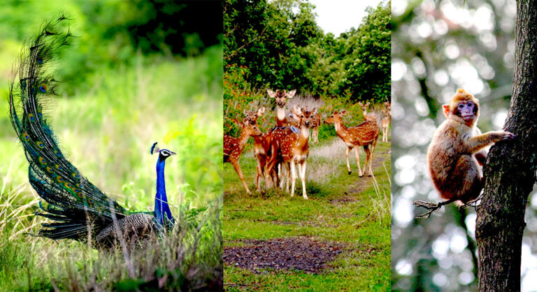 Dumna Nature Reserve Park Jabalpur