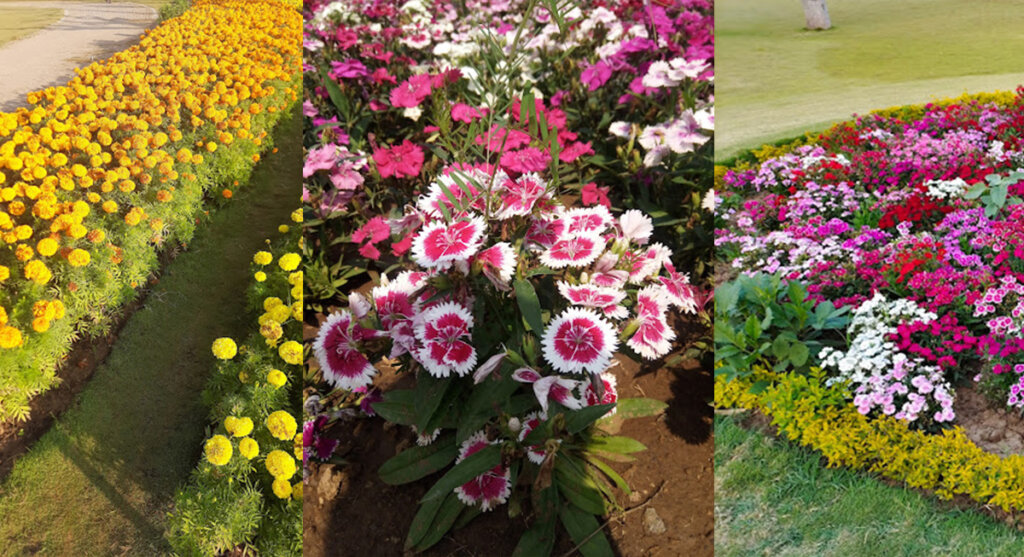 flower-in-bhawartal-garden-jabalpur flower in bhawartal garden
