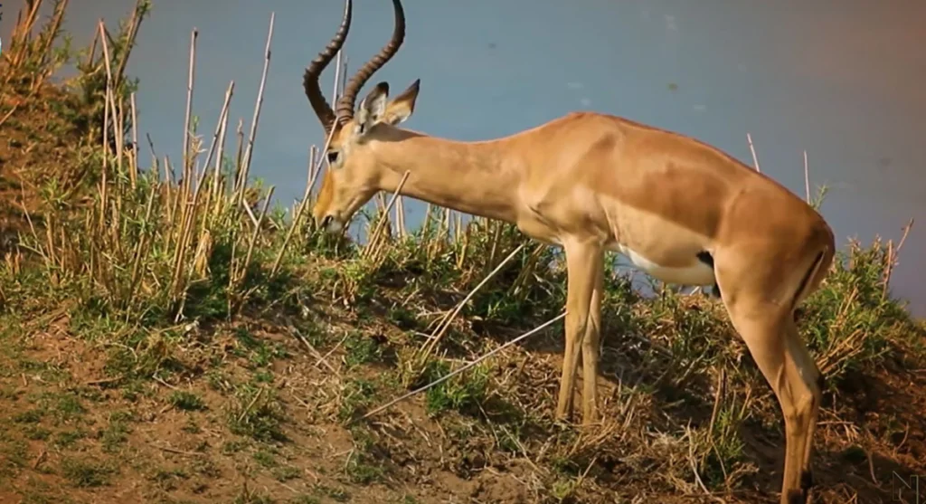 kanha-national-park-jabalpur kanha national park