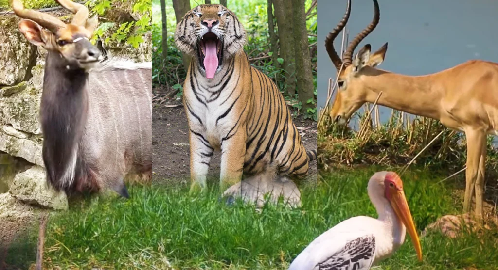 kanha-national-reserve-park kanha national park jabalpur