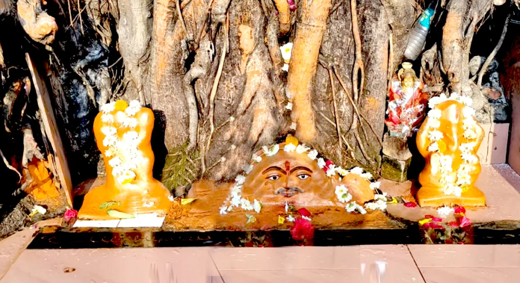 annapurna mandir tree indore