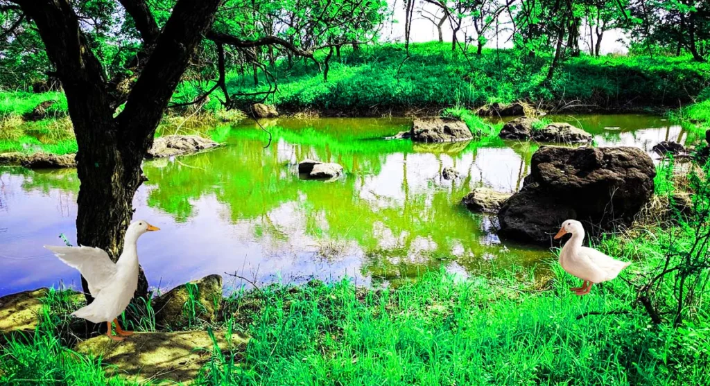 birds-in-rala-mandal-park-indore birds in rala mandal wildlife indore