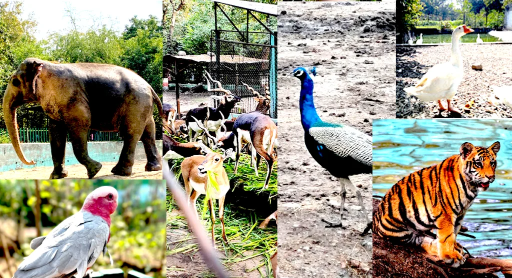 indore-zoo kamla nehru prani sangralaya indore