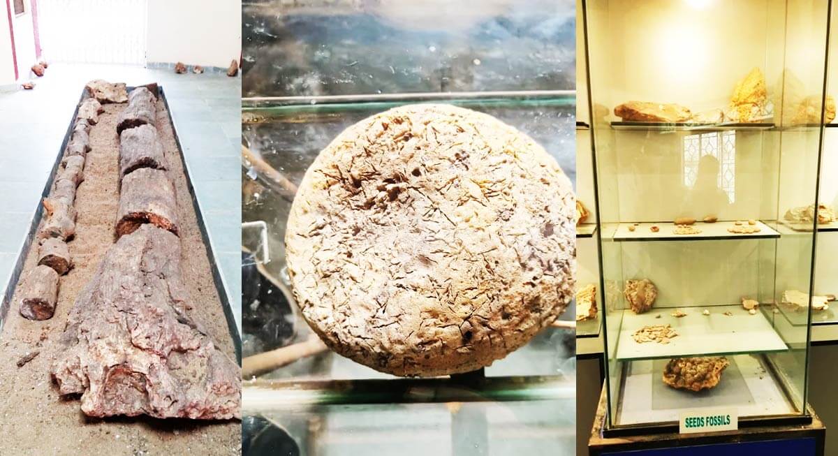 घुघुवा फॉसिल नेशनल पार्क – करोड़ों साल पुराने पृथ्वी के इतिहास की जीवंत गवाही (Ghughuwa Fossil National Park – A living testimony of millions of years old earth’s history)