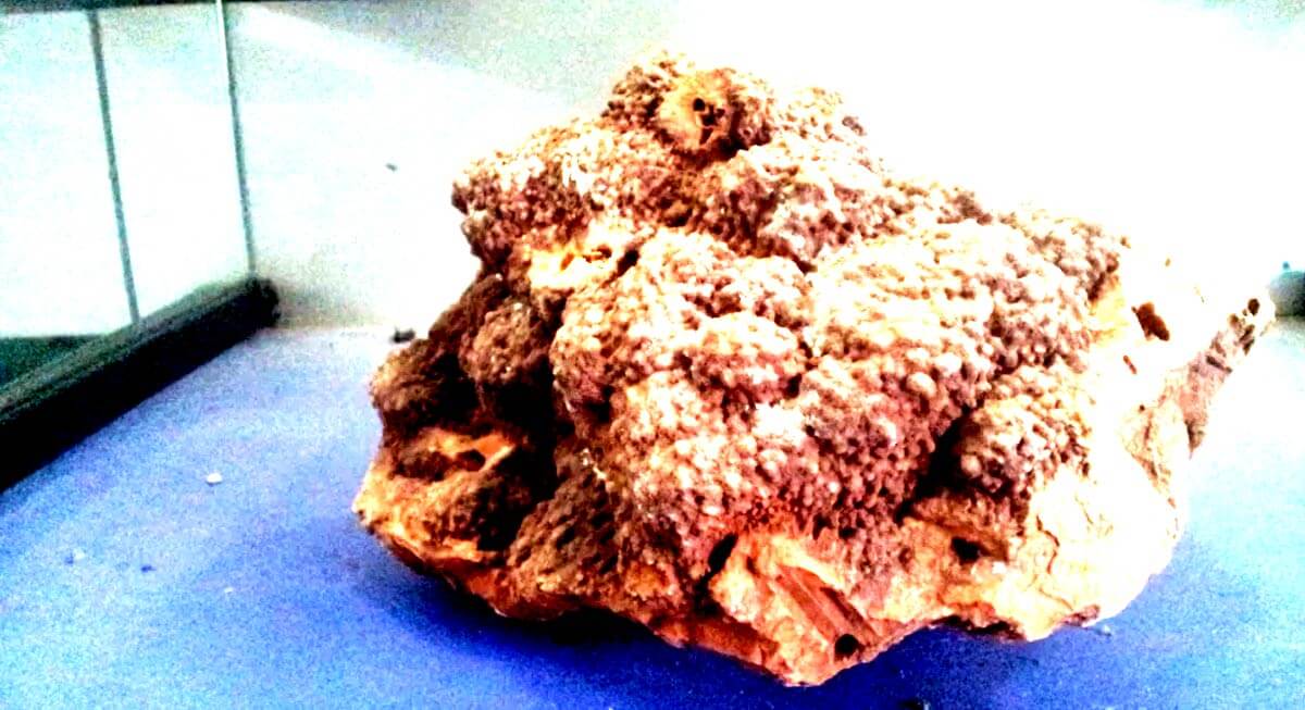 Ghughwa Fossil National Park – A Journey into Prehistoric India