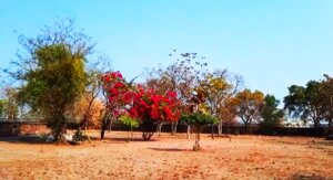 nohta temple courtyard park