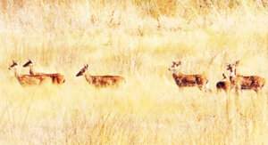 animal in kheno wildlife