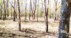 Ekant Van eco Tourism Katni