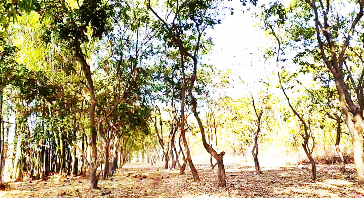 Katni ka Ekant Van eco tourism
