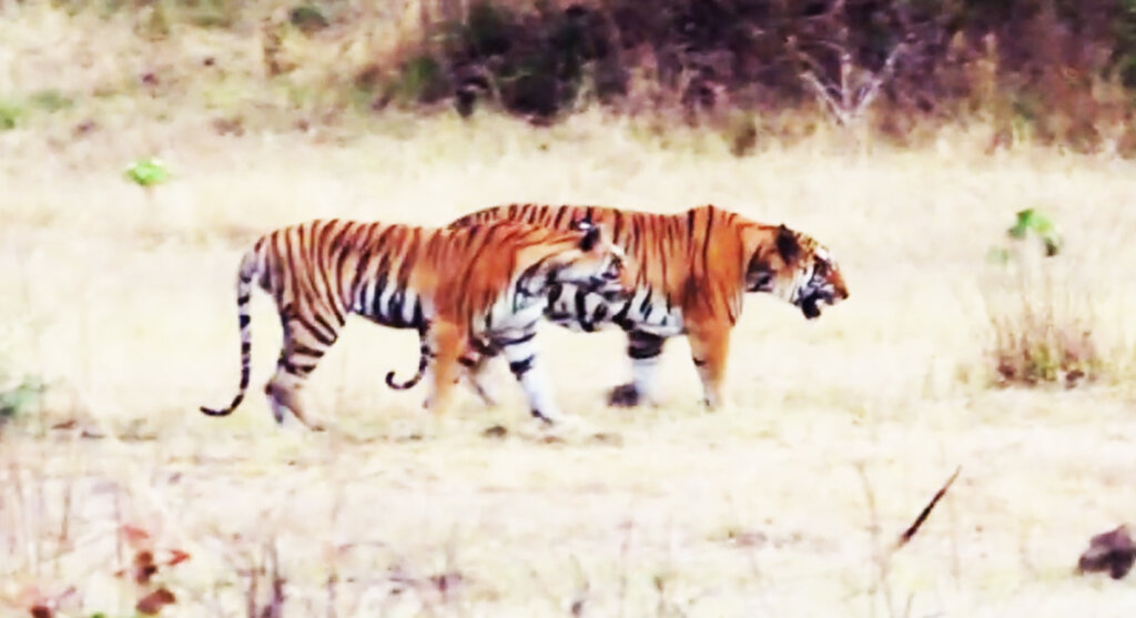 kheoni-ka-wildlife-park kheoni ka wildlife park