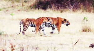 kheoni ka wildlife park