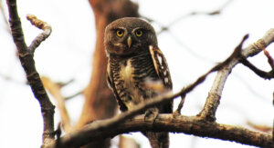 kheoni ka wildlife park india