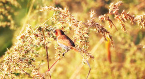 kheoni wild life sanctuary dewas