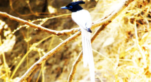 kheoni wildlife sanctuary india dewas
