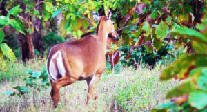 ख्योनी वन्यजीव अभयारण्य, देवास (Kheoni Wildlife Sanctuary, Dewas)