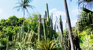 कैक्टस गार्डन सैलाना, रतलाम (Cactus Garden Sailana, Ratlam)