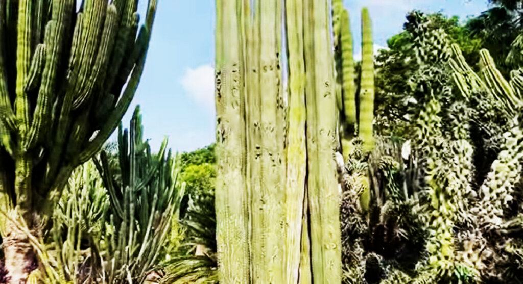 the-cactus-garden-sailana-ratlam