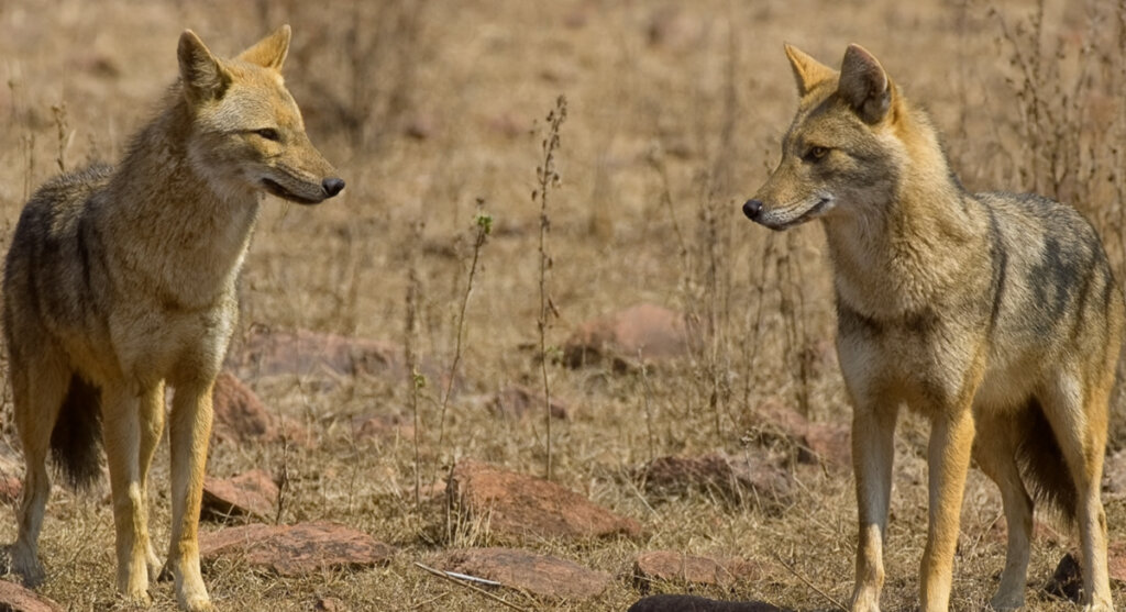 gandhi sagar wildlife sanctuary