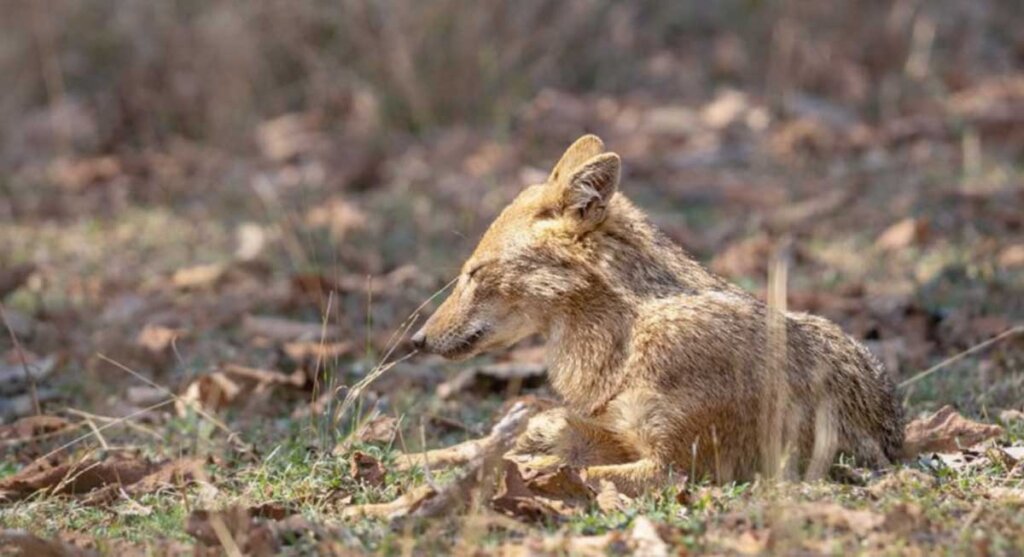 chhindwara pench tiger safari