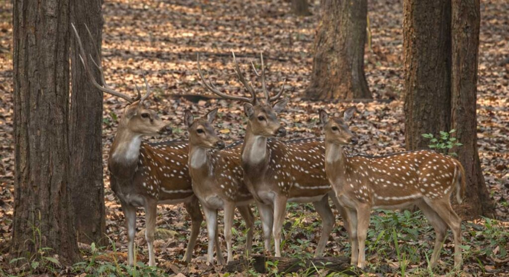 kanha national park mandla india