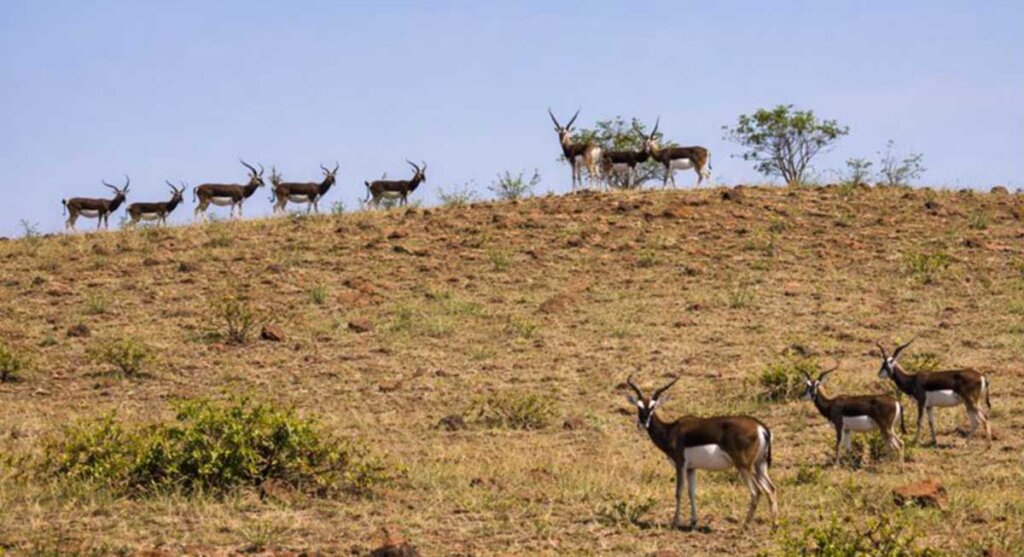 karopani natural deer park dindori