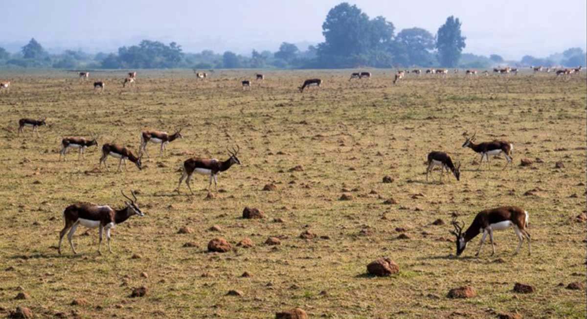 karopani natural deer park dindori india