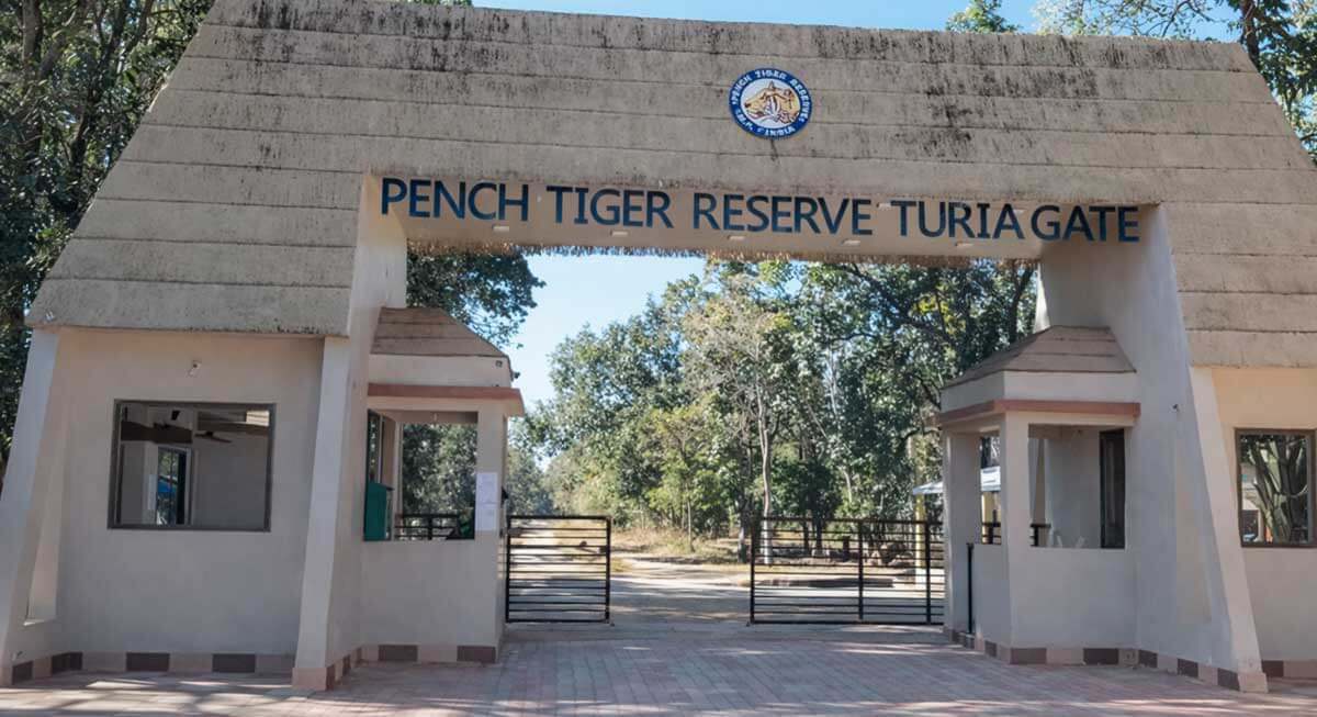 pench tiger reserve chhindwara