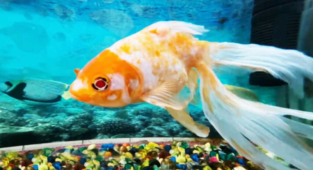 fish aquarium bhopal india mp