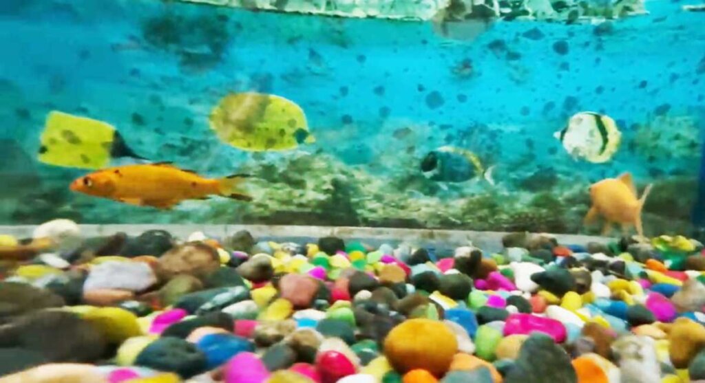 fish aquarium bhopal madhya pardesh