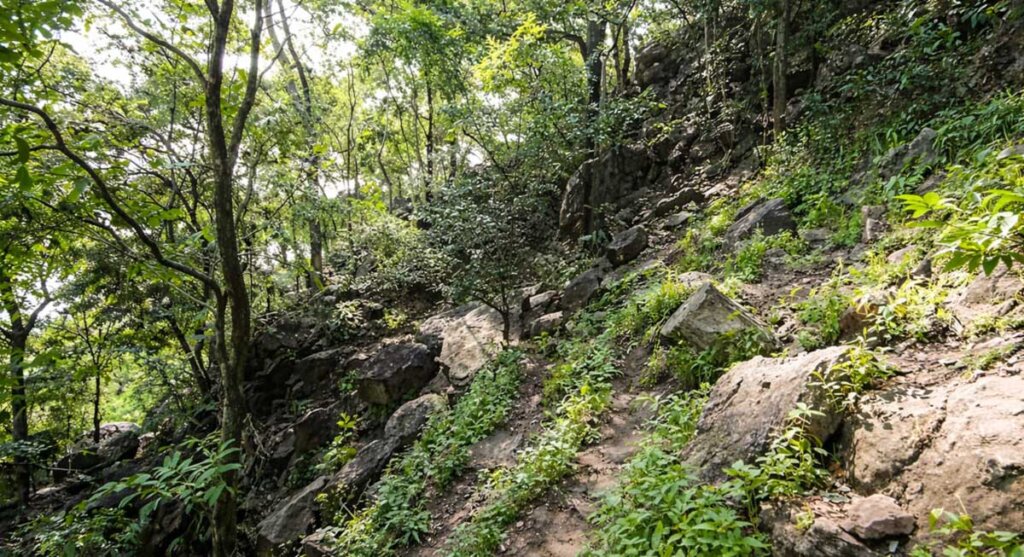 katthiwada forest alirajpur