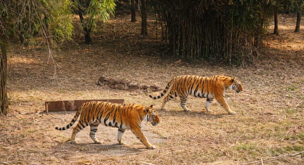 van vihar national park bhopal