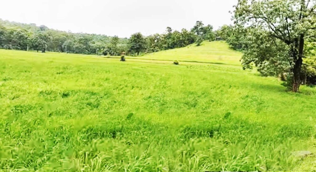 kathotiya jungle camp