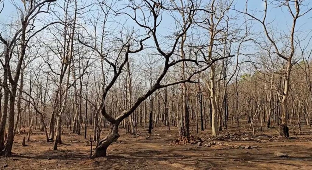 ratapani tiger reserve