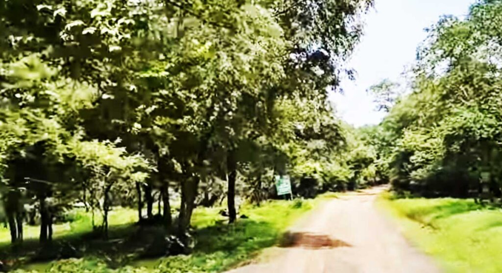 narsinghgarh wildlife sanctuary chidikhoh rajgarh