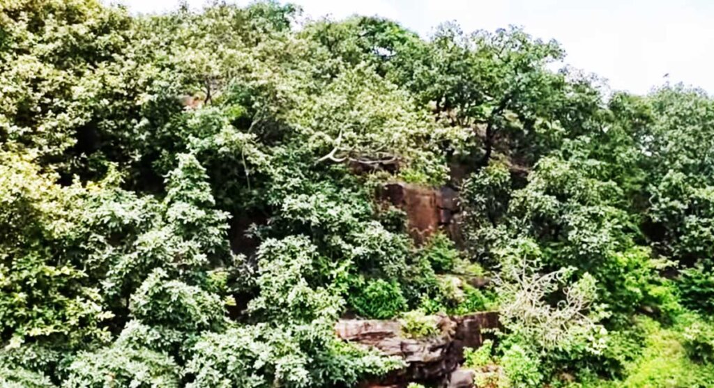 narsinghgarh wildlife sanctuary chidikhoh rajgarh madhya pradesh