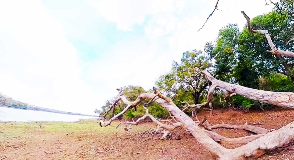 narsinghgarh wildlife sanctuary chidikhoh rajgarh mp india